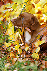 Nova Scotia Duck Tolling Retriever