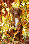 Nova Scotia Duck Tolling Retriever