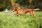 Nova Scotia Duck Tolling Retriever