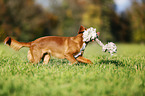 Nova Scotia Duck Tolling Retriever