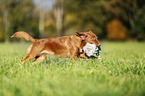 Nova Scotia Duck Tolling Retriever