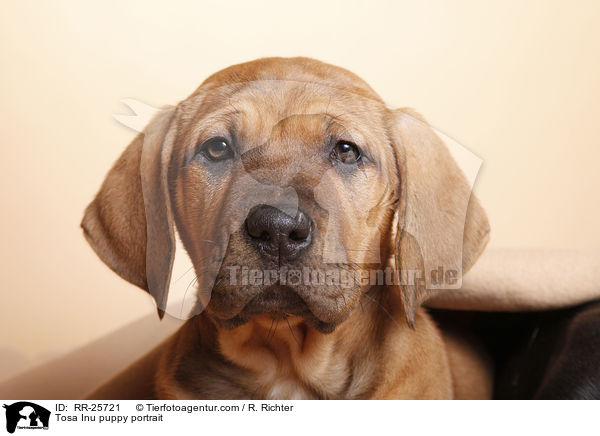 Tosa Inu Welpe Portrait / Tosa Inu puppy portrait / RR-25721