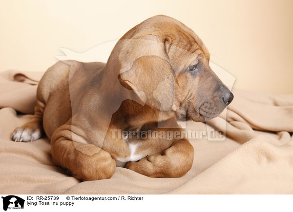 lying Tosa Inu puppy / RR-25739