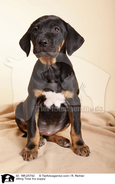 sitzender Tosa Inu Welpe / sitting Tosa Inu puppy / RR-25792