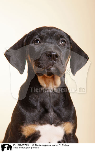 Tosa Inu Welpe Portrait / Tosa Inu puppy portrait / RR-25795