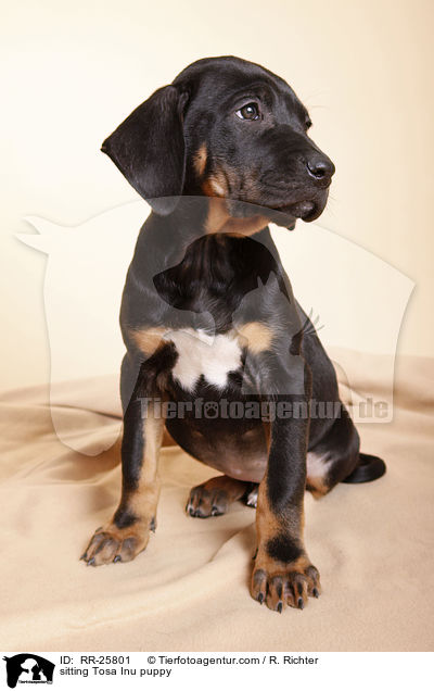 sitzender Tosa Inu Welpe / sitting Tosa Inu puppy / RR-25801