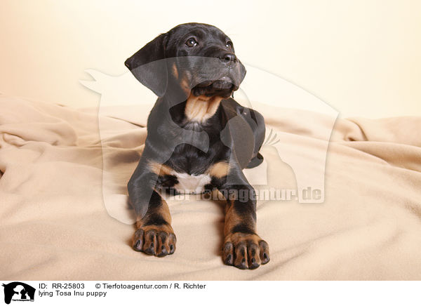 liegender Tosa Inu Welpe / lying Tosa Inu puppy / RR-25803