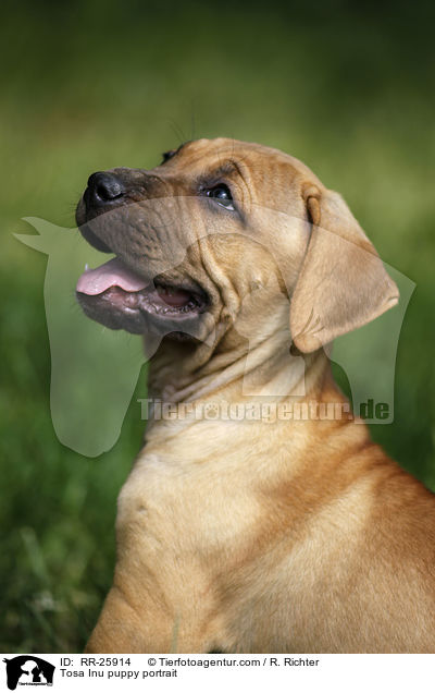 Tosa Inu Welpe Portrait / Tosa Inu puppy portrait / RR-25914