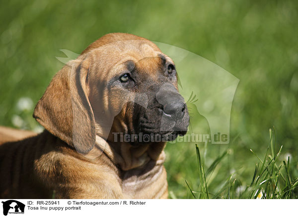 Tosa Inu Welpe Portrait / Tosa Inu puppy portrait / RR-25941