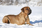 Tosa Inu lying in snow