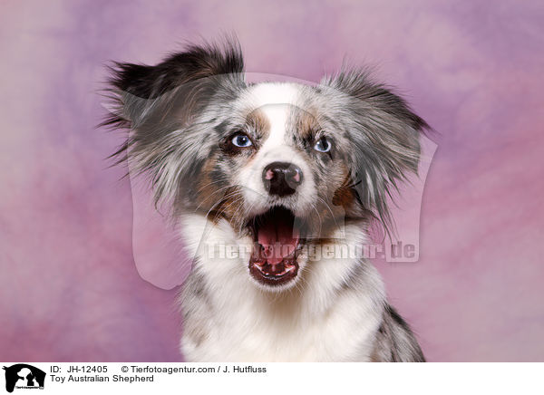 Toy Australian Shepherd / Toy Australian Shepherd / JH-12405