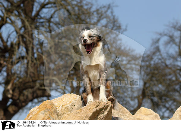 Toy Australian Shepherd / Toy Australian Shepherd / JH-12424