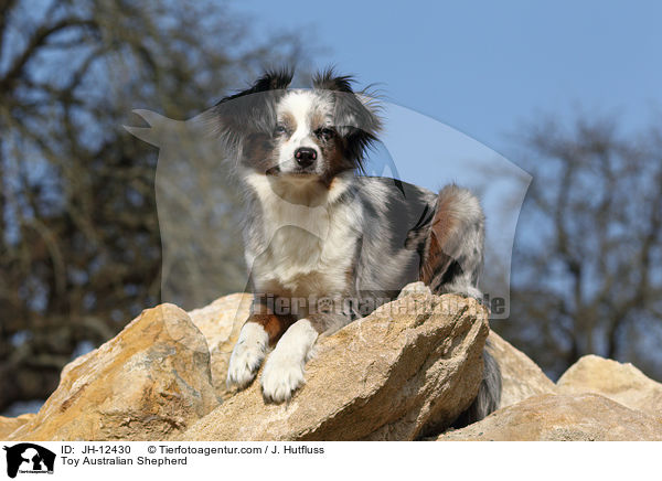 Toy Australian Shepherd / Toy Australian Shepherd / JH-12430