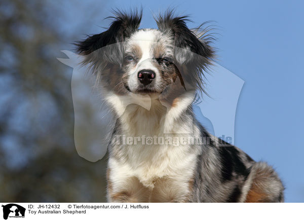 Toy Australian Shepherd / Toy Australian Shepherd / JH-12432