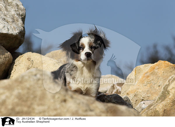 Toy Australian Shepherd / Toy Australian Shepherd / JH-12434