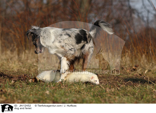 Hund und Frettchen / dog and ferret / JH-12452