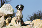 Toy Australian Shepherd