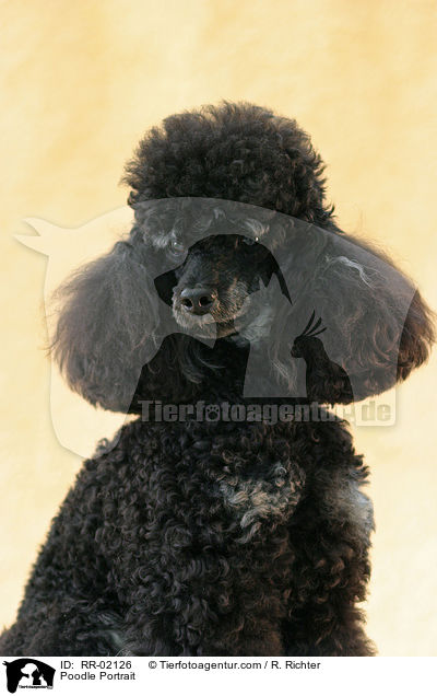 Pudel / Poodle Portrait / RR-02126