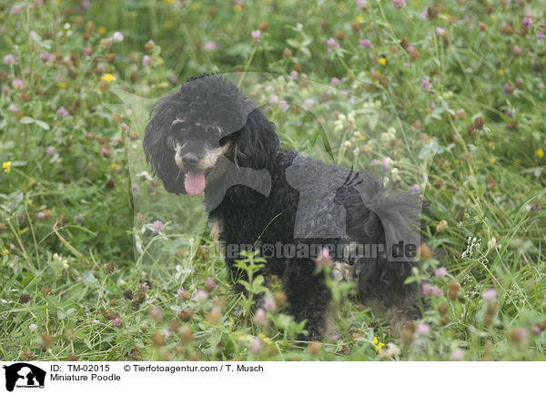 Miniature Poodle / TM-02015