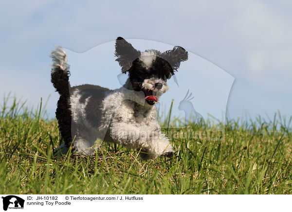 rennender Toypudel / running Toy Poodle / JH-10182