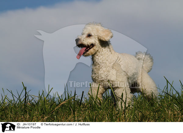 Zwergpudel / Toy Poodle / JH-10197