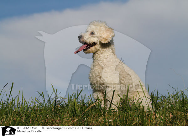 Zwergpudel / Toy Poodle / JH-10198