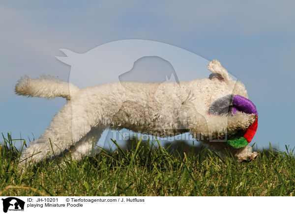 spielender Zwergpudel / playing Toy Poodle / JH-10201