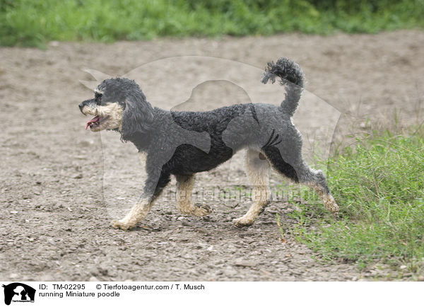 rennender Zwergpudel / running Miniature poodle / TM-02295