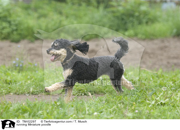 running Miniature poodle / TM-02297