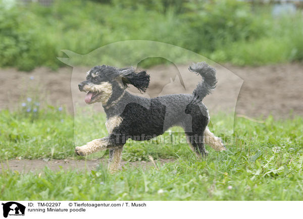 rennender Zwergpudel / running Miniature poodle / TM-02297