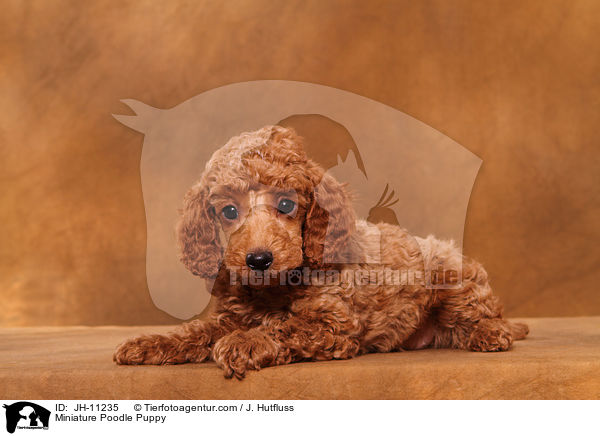Miniature Poodle Puppy / JH-11235