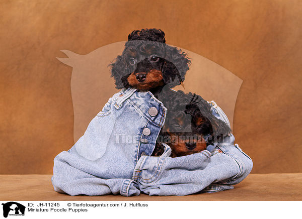 Zwergpudel Welpen / Miniature Poodle Puppies / JH-11245