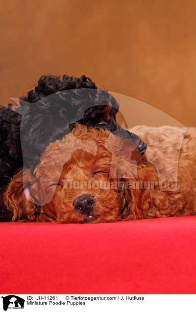 Zwergpudel Welpen / Miniature Poodle Puppies / JH-11261