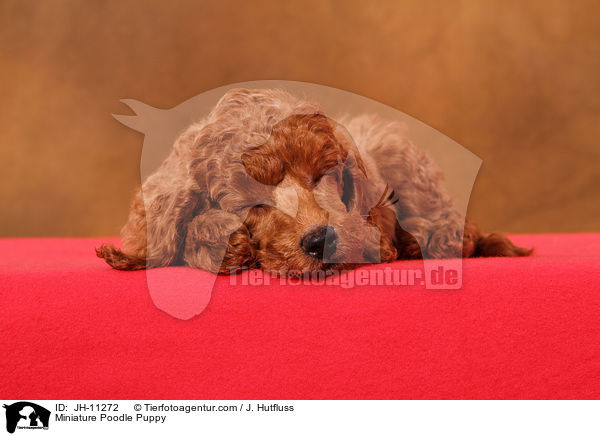 Zwergpudel Welpe / Miniature Poodle Puppy / JH-11272