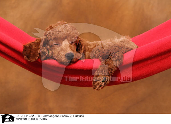 Zwergpudel Welpe / Miniature Poodle Puppy / JH-11282