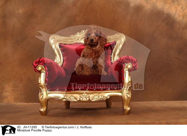 Zwergpudel Welpe / Miniature Poodle Puppy / JH-11285