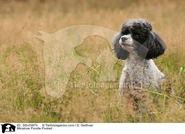 Miniature Poodle Portrait / DG-03873