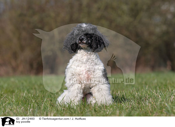 toy poodle / JH-12460