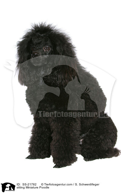 sitting Miniature Poodle / SS-21782