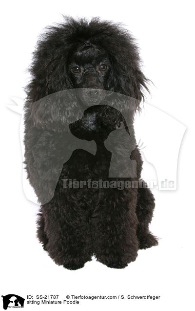 sitting Miniature Poodle / SS-21787