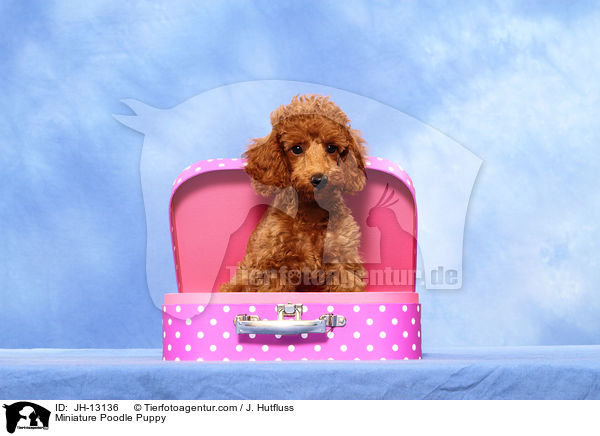 Miniature Poodle Puppy / JH-13136