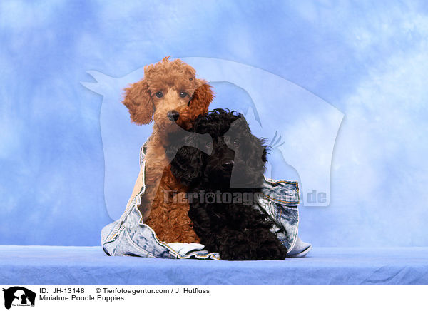 Zwergpudel Welpen / Miniature Poodle Puppies / JH-13148