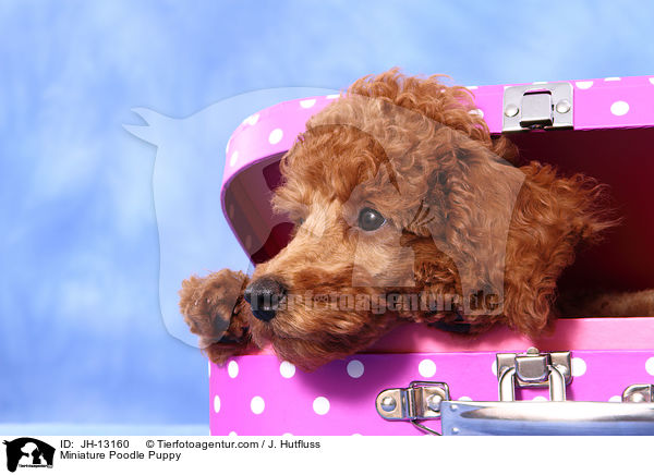 Zwergpudel Welpe / Miniature Poodle Puppy / JH-13160