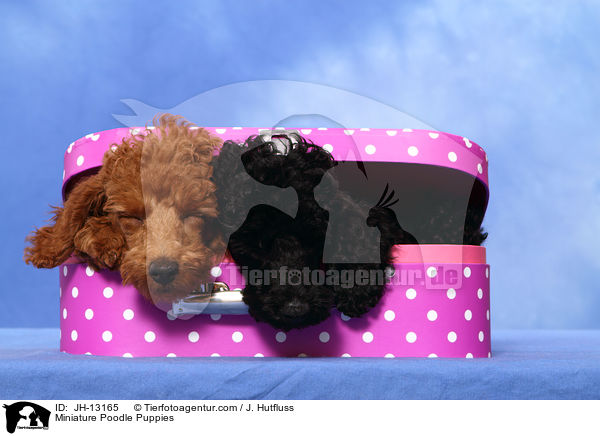 Zwergpudel Welpen / Miniature Poodle Puppies / JH-13165