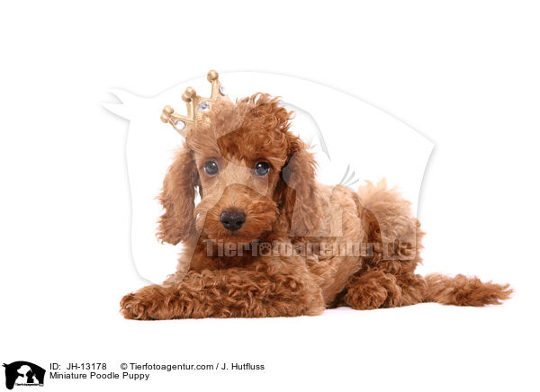 Zwergpudel Welpe / Miniature Poodle Puppy / JH-13178