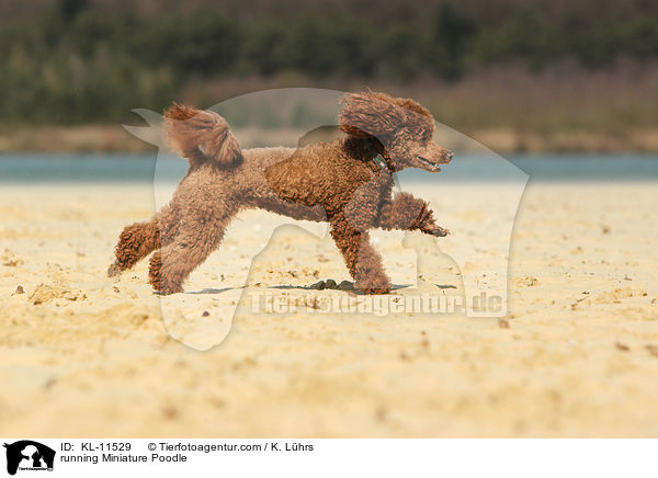 rennender Zwergpudel / running Poodle / KL-11529