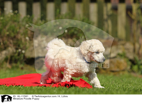 Zwergpudel Welpe / Poodle Puppy / KL-11581