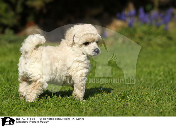 Zwergpudel Welpe / Poodle Puppy / KL-11585