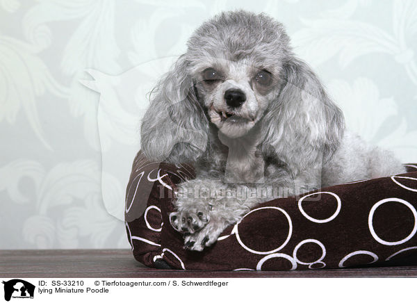 liegender Zwergpudel / lying Miniature Poodle / SS-33210