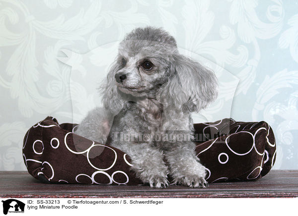 liegender Zwergpudel / lying Miniature Poodle / SS-33213